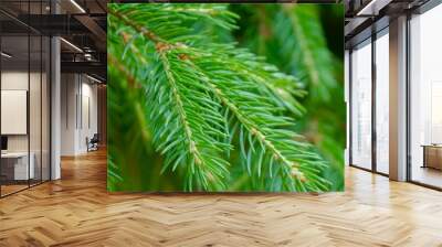 green pine needles Wall mural