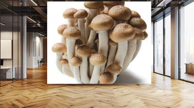 Brown beech mushrooms or Shimeji mushrooms isolated on white background. Wall mural