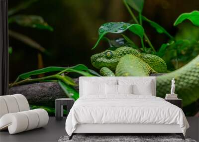 A very dangerous green viper. aggressive, dangerous snake/viper with toxic venom. A viper sitting on a branch among green leaves. dangerous wild animals Wall mural