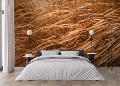 fall grass Wall mural