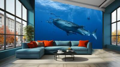 giant Whale shark swimming underwater with scuba divers Wall mural