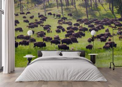 herd of American bison  Wall mural