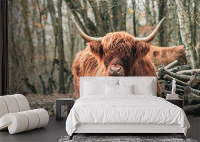 Highland Cattle 2 Wall mural