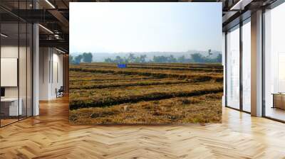 Landscape Photograph of Rice stubble after harvest.Yellow rice plants after harvest.Yellow dry rice straw stubble in rural Indonesia. Agricultural Industry. Nature Photography Concept Wall mural