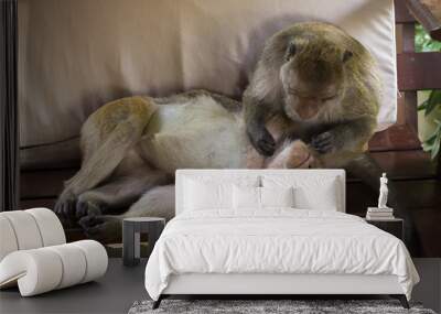 Macaque's grooming Wall mural