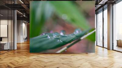 Macro shot of a dew drops on the surface of a leaf. Detailed texture of dew drops on a long leaf in the morning. Plant Closeup. Macrophotography. Shot in Macro Lens Wall mural