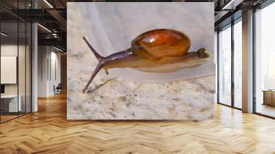 Photography of tiny snail crawling down on transparent plastic. Background of beautiful and exotic animals in the wild. Animal Wildlife. Animal Macros. Fauna Photography. Macro Photography Concept Wall mural