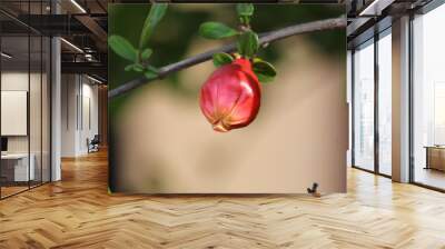 pink flower bud Wall mural