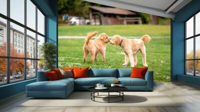 two poodle cross mix dogs in a park greeting eachother. Wall mural