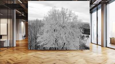 White tree in snow Wall mural