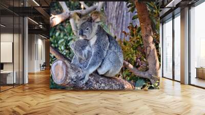 Beautiful koala with baby sitting on the branch Wall mural