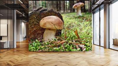 Two mushroom boletus edulis Wall mural