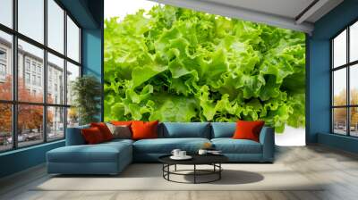 fresh green lettuce salad leaves isolated on white background ,Lettuce Salad leaves isolated on white background Wall mural