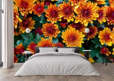 chrysanthemum flowers
 Wall mural