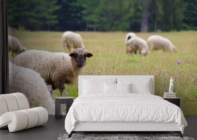 Flock of sheep on green grass Wall mural