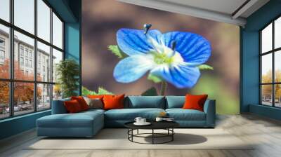 Spring macro flowers Wall mural