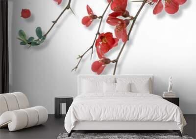 flower of the phalaenopsis orchid. Png file Wall mural