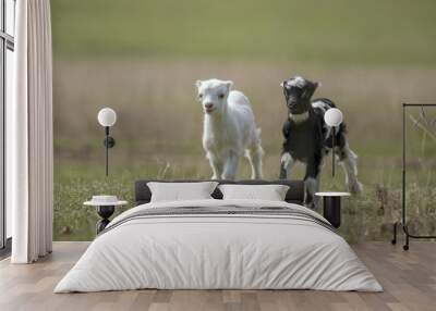 Two cute goatling running Wall mural