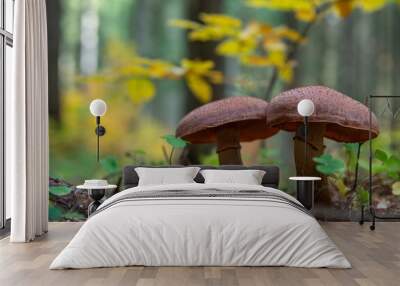 Two mushrooms in the forest Wall mural