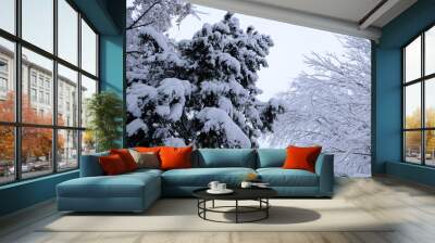 Winter landscape with trees cowered with snow after snowfall. Snowfall concept. Wall mural