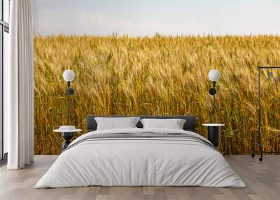 Close up of wheat ears, field of wheat in a summer day. Harvesting period Wall mural