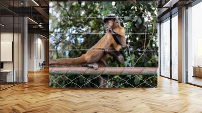 Closeup of tufted capuchin monkey (Sapajus apella), capuchin monkey into the wild in Brazil. Wall mural