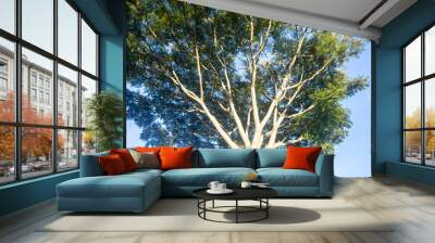 Special background with nature scenery, tree, flowers, flowers Wall mural