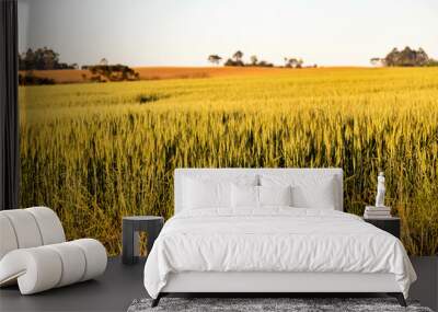 Wheat plantation in a large, sunny field with beautiful natural scenery Wall mural