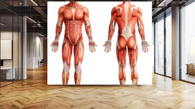 anatomy, muscles Wall mural