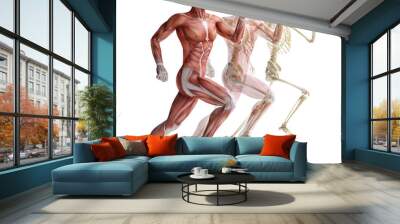 anatomy, muscles Wall mural