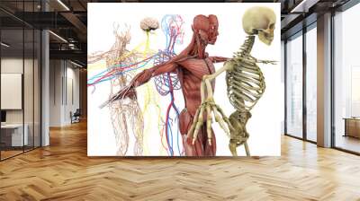 anatomy Wall mural