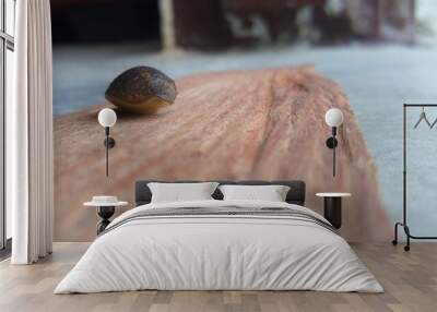 snail on a wooden board Wall mural