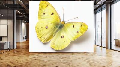 Studio Photography of a Clouded Sulphur Butterfly with Yellow Wings Wall mural