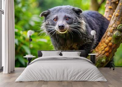 A majestic, medium-sized mammal with distinctive coat patterns, the binturong, also known as bearcat, climbs a tree in its natural Southeast Asian rainforest habitat. Wall mural