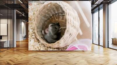 cute hamster photo in acrylic cage Wall mural