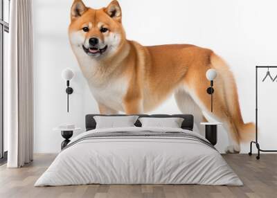 Photo of a loyal Akita Inu in a dignified stance on a clean white surface. Generative AI Wall mural