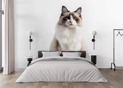 Pretty bicolor Ragdoll cat, sitting up facing front. Looking at camera with dark blue eyes. Isolated on a white background. . photo on white isolated background Wall mural