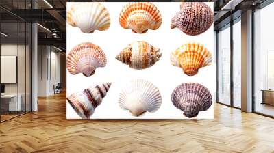 Collection of seashells isolated transparent background Wall mural