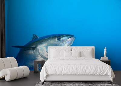 Bluefin Tuna underwater swimming wild Wall mural