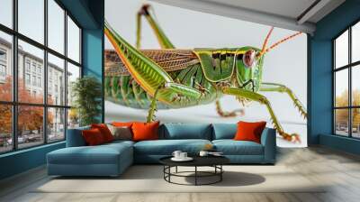 b'A green grasshopper on a white background' Wall mural