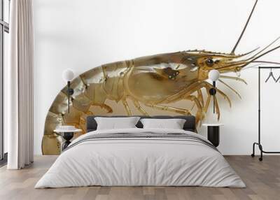 Freshwater Prawn on White Background Wall mural