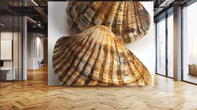 Two Scallops on White Background Wall mural