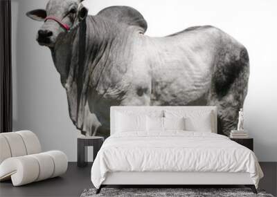 Cow isolated on white background  Wall mural