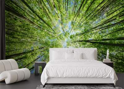 A Beautiful and Lush Green Forest Canopy Illuminated by Warm Sunlight Streaming Through Wall mural