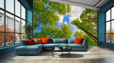 a great view up into the trees direction sky in may, germany Wall mural