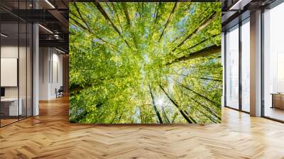 a view up into the trees direction sky - sustainability picture - stock photo - sunstar Wall mural