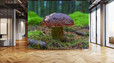 Mushrooms cut in the woods. Mushroom boletus edilus. Popular white Boletus mushrooms in forest in Denmark Wall mural