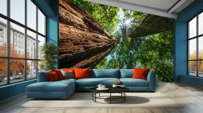 Sun shines through trees in the forest, creating a beautiful natural landscape, Sequoia Trees, mammoth Tree Wall mural