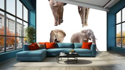 African Elephants Different Positions Isolated Wall mural