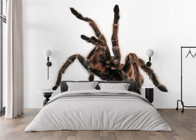 Angry Tarantula Spider   Wall mural